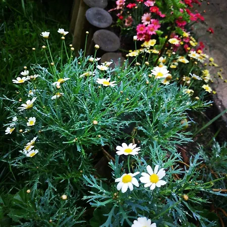 An Tale, An Dream, Garden House *