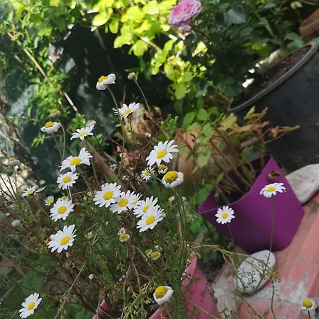 Villa An Tale, An Dream, Garden House *