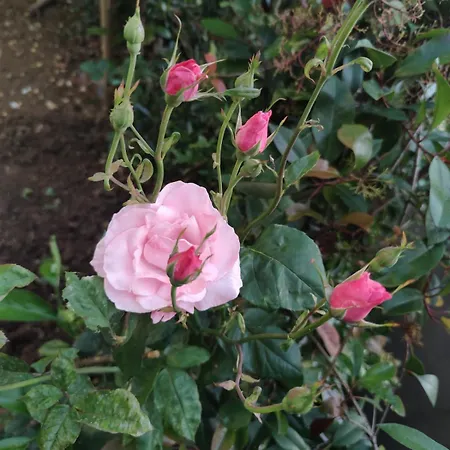 An Tale, An Dream, Garden House Villa