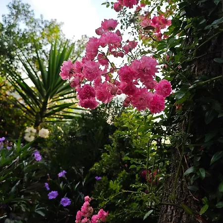 An Tale, An Dream, Garden House *