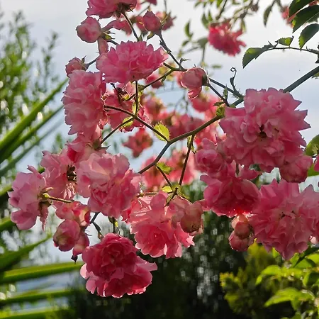 Villa An Tale, An Dream, Garden House