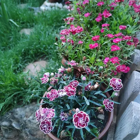 An Tale, An Dream, Garden House *