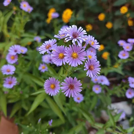 An Tale, An Dream, Garden House * Istanbul