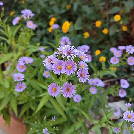 Villa An Tale, An Dream, Garden House