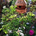 Villa An Tale, An Dream, Garden House