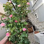 An Tale, An Dream, Garden House *
