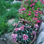 An Tale, An Dream, Garden House *