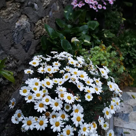An Tale, An Dream, Garden House