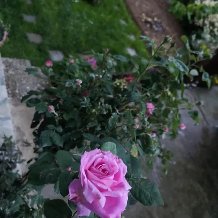An Tale, An Dream, Garden House ヴィラ *