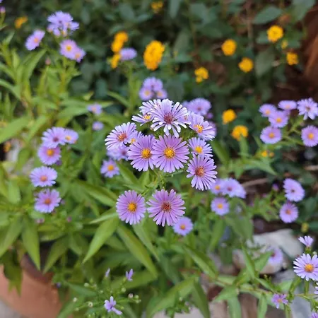 ヴィラ An Tale, An Dream, Garden House *